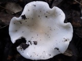 Hygrophorus eburneus image
