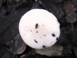 Hygrophorus eburneus image