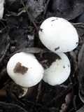 Hygrophorus eburneus image
