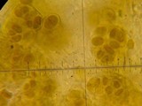 Stereocaulon paschale image