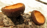 Galiella rufa image
