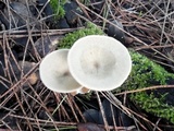 Ampulloclitocybe clavipes image