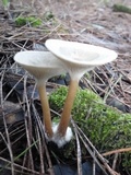 Ampulloclitocybe clavipes image