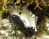 Umbilicaria americana image
