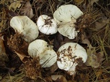Clitocybe robusta image