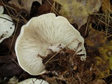 Clitocybe robusta image
