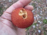 Suillus spraguei image