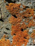 Xanthoria elegans image
