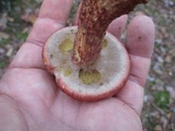 Suillus spraguei image