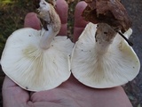 Clitocybe robusta image