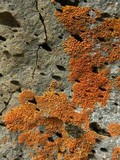 Xanthoria elegans image