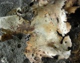 Umbilicaria vellea image