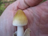 Amanita sinicoflava image
