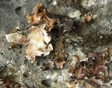 Umbilicaria vellea image