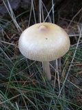 Amanita sinicoflava image