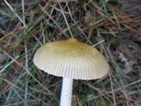 Amanita sinicoflava image