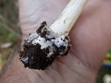 Amanita sinicoflava image