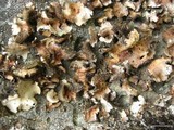 Umbilicaria vellea image