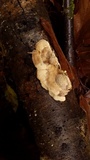 Trametes gibbosa image