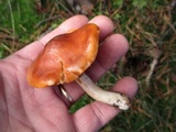 Cortinarius mucosus image