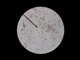 Cortinarius mucosus image