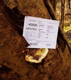 Trametes gibbosa image