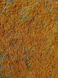 Xanthoria fulva image