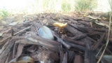 Conocybe rugosa image