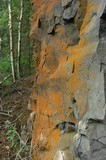Xanthoria fulva image