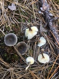 Cantharellula umbonata image