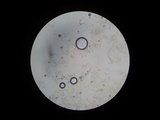 Otidea onotica image
