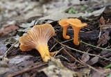Cantharellus ignicolor image
