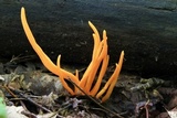 Clavulinopsis aurantiocinnabarina image