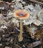 Amanita amerifulva image
