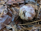 Cortinarius pseudosalor image
