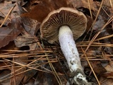 Cortinarius pseudosalor image