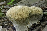 Inonotus dryadeus image