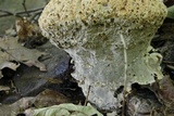 Inonotus dryadeus image