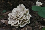 Meripilus sumstinei image