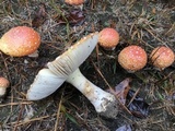 Amanita persicina image