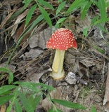 Amanita parcivolvata image