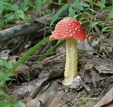 Amanita parcivolvata image