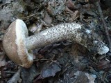 Leccinum snellii image
