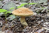 Leccinum rugosiceps image