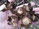 Geastrum triplex image