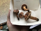 Chroogomphus vinicolor image