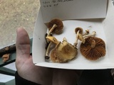 Cortinarius lewisii image