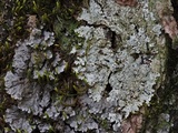 Pyxine sorediata image