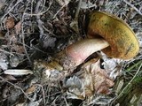 Boletus luridiformis image