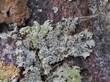 Punctelia bolliana image